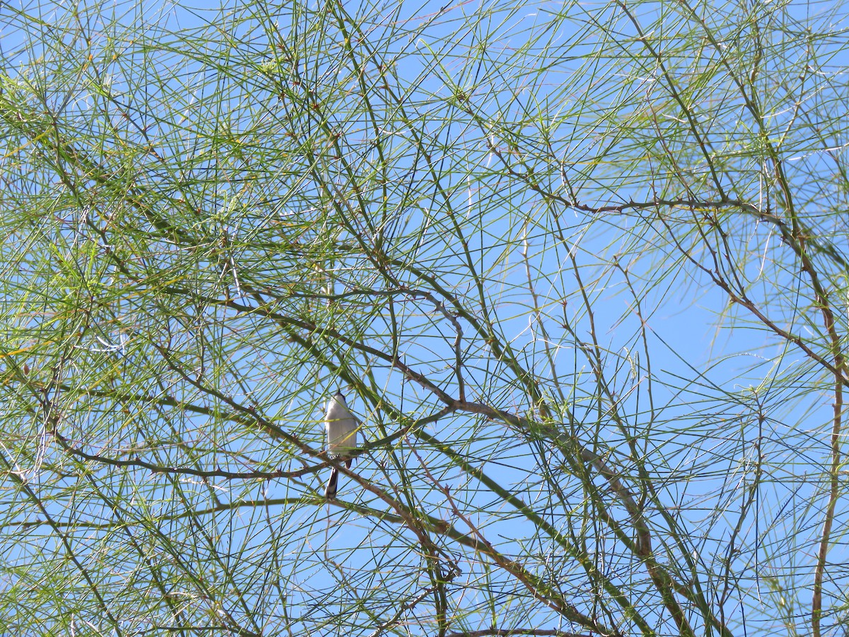 Black-tailed Gnatcatcher - ML615615720