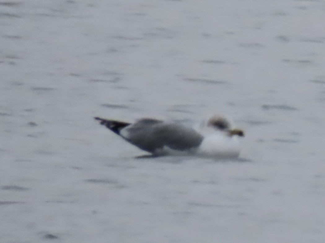 Ring-billed Gull - Nathan Wilson