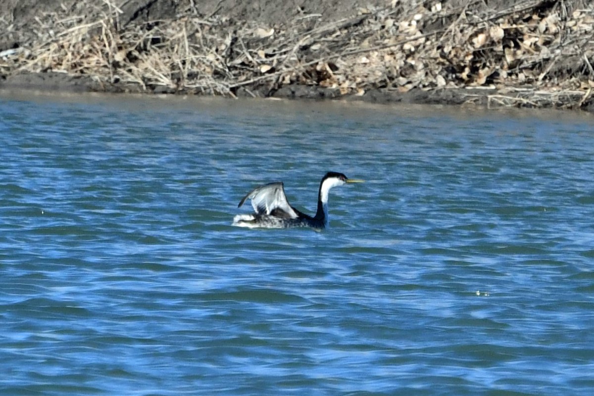 Western Grebe - ML615615814