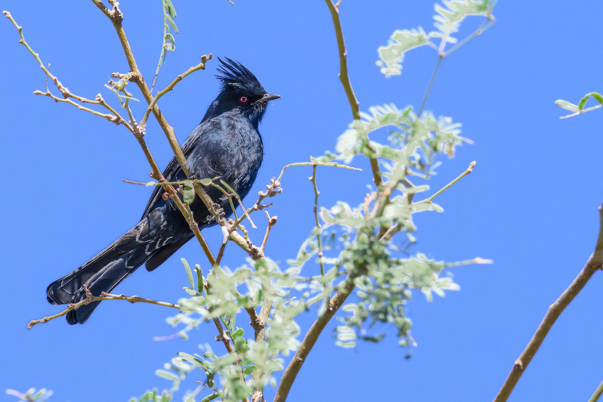 Phainopepla - Michael Rosen