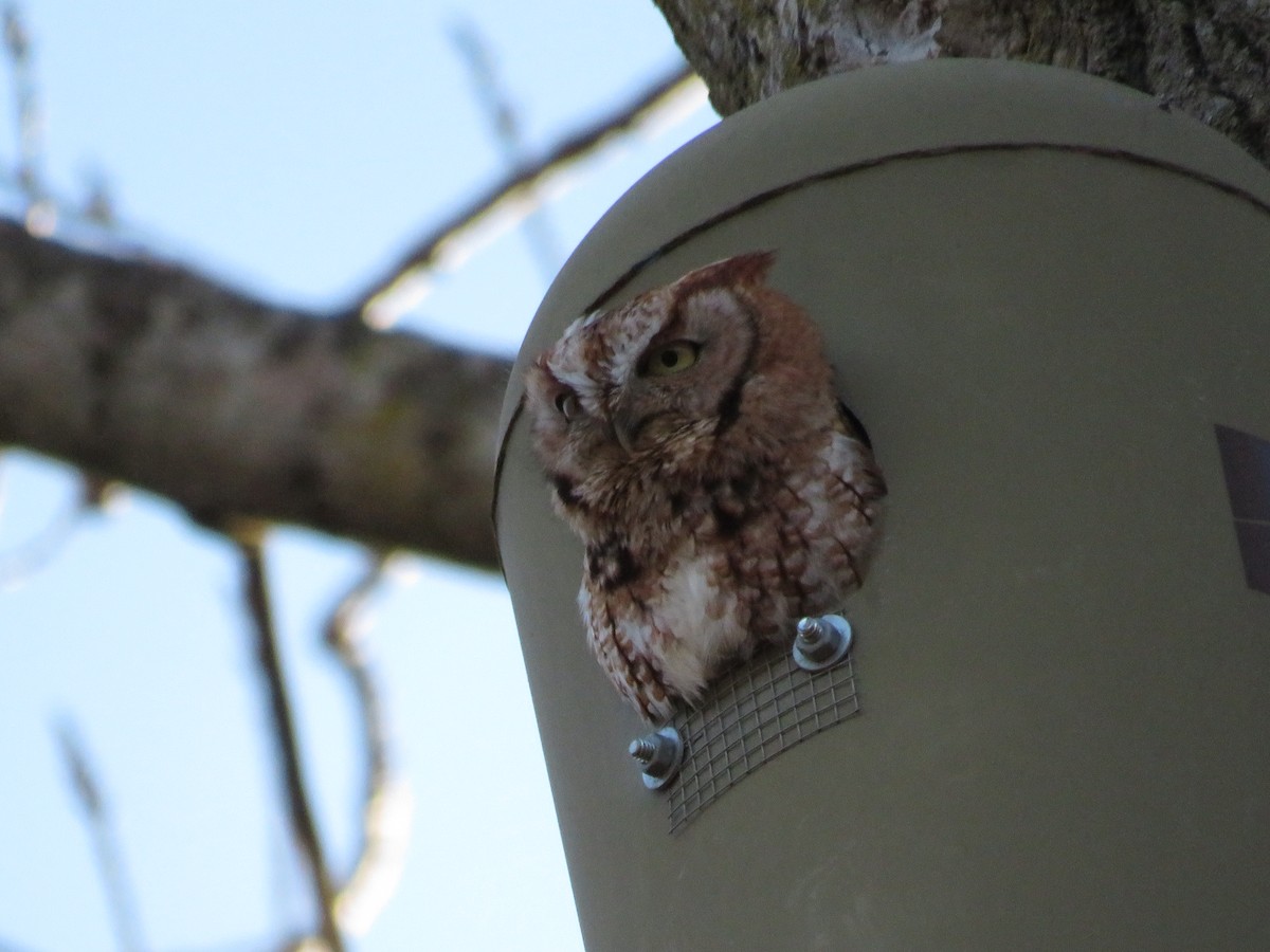 Eastern Screech-Owl - ML615615830