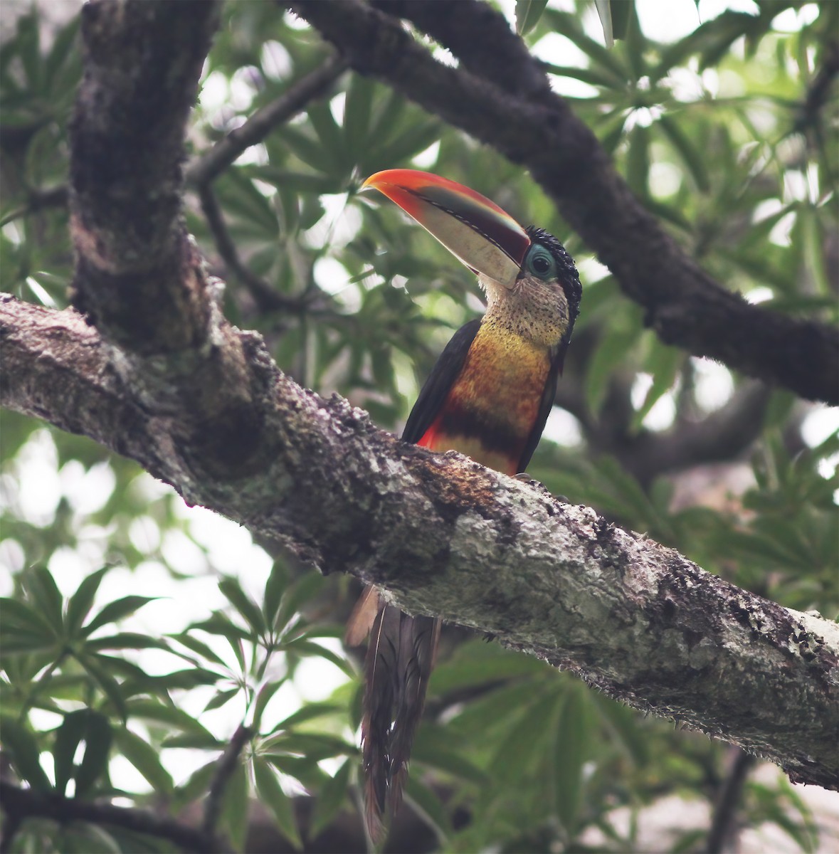 Curl-crested Aracari - ML615615833