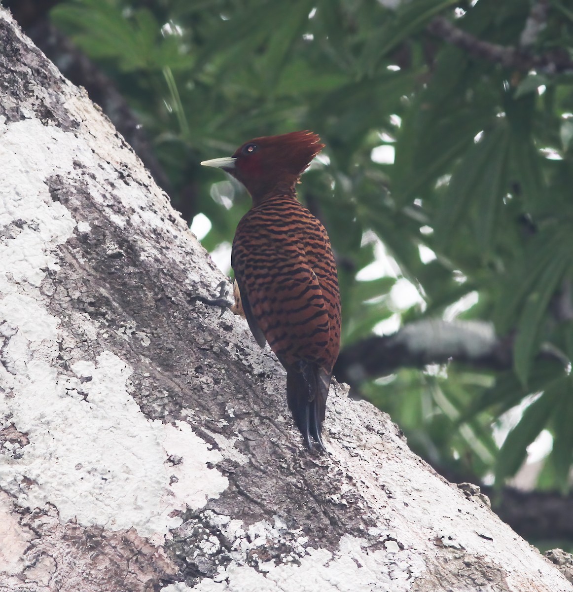 Waved Woodpecker - ML615615842