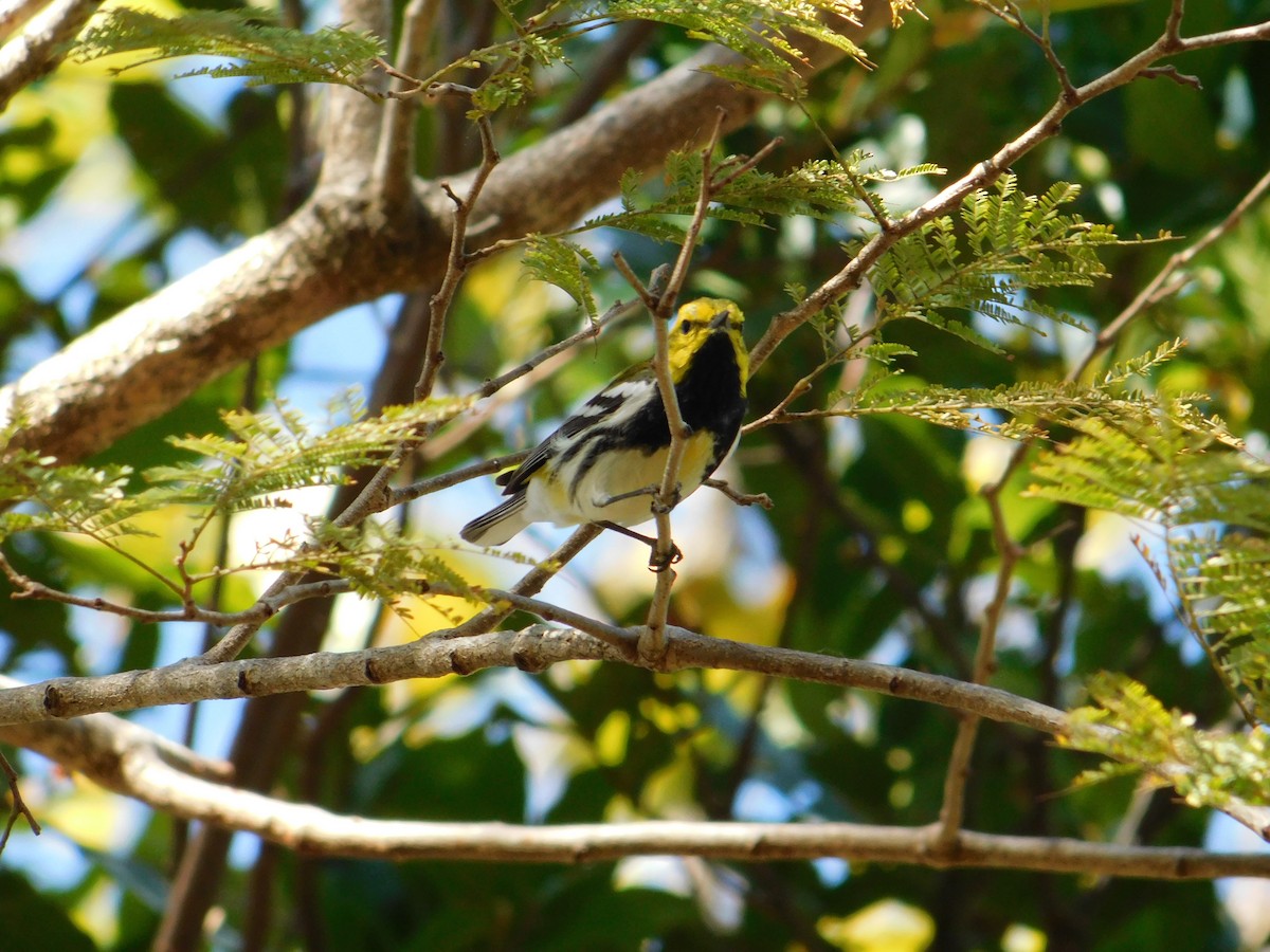 Black-throated Green Warbler - Fernan Parrales