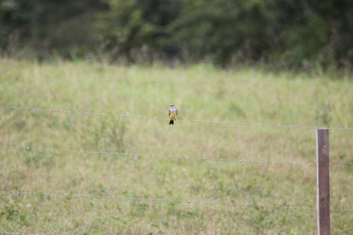 Western Kingbird - ML615615853