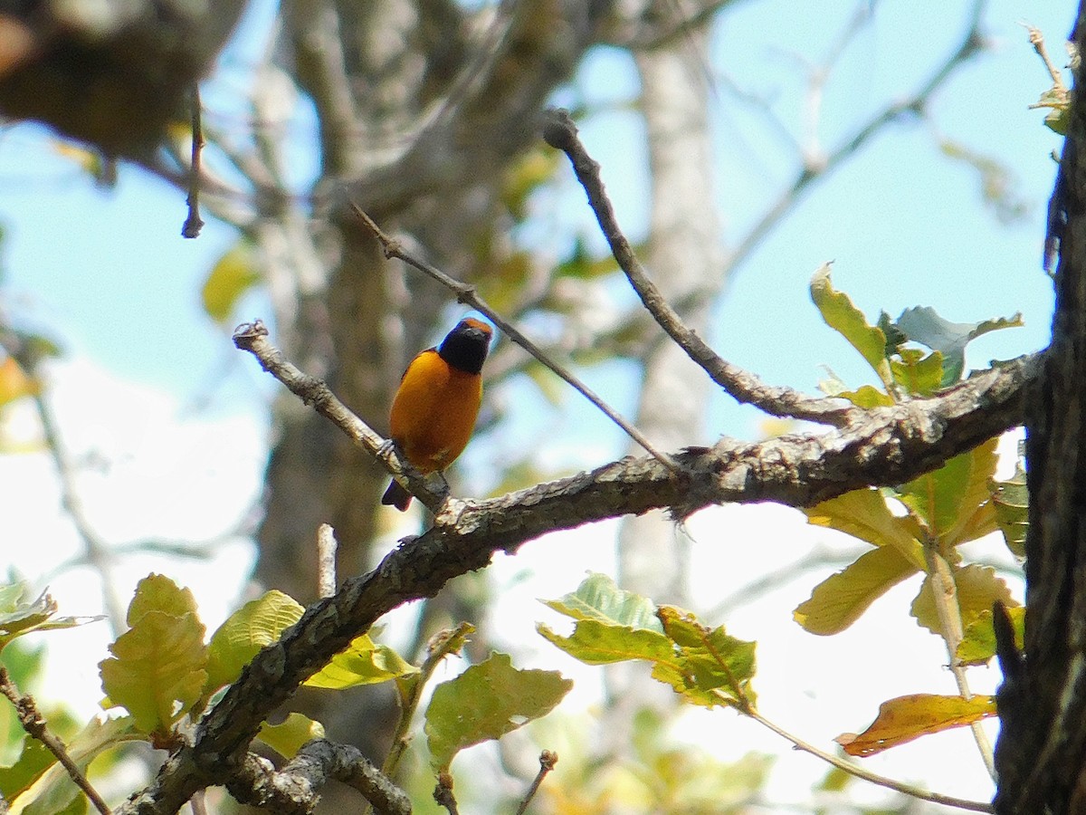 Elegant Euphonia - Fernan Parrales