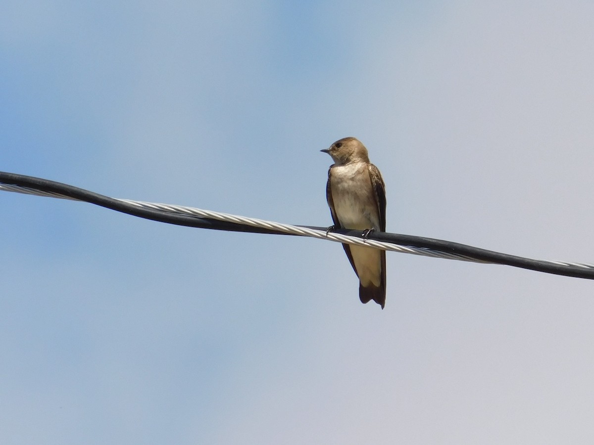 Golondrina Aserrada - ML615615874