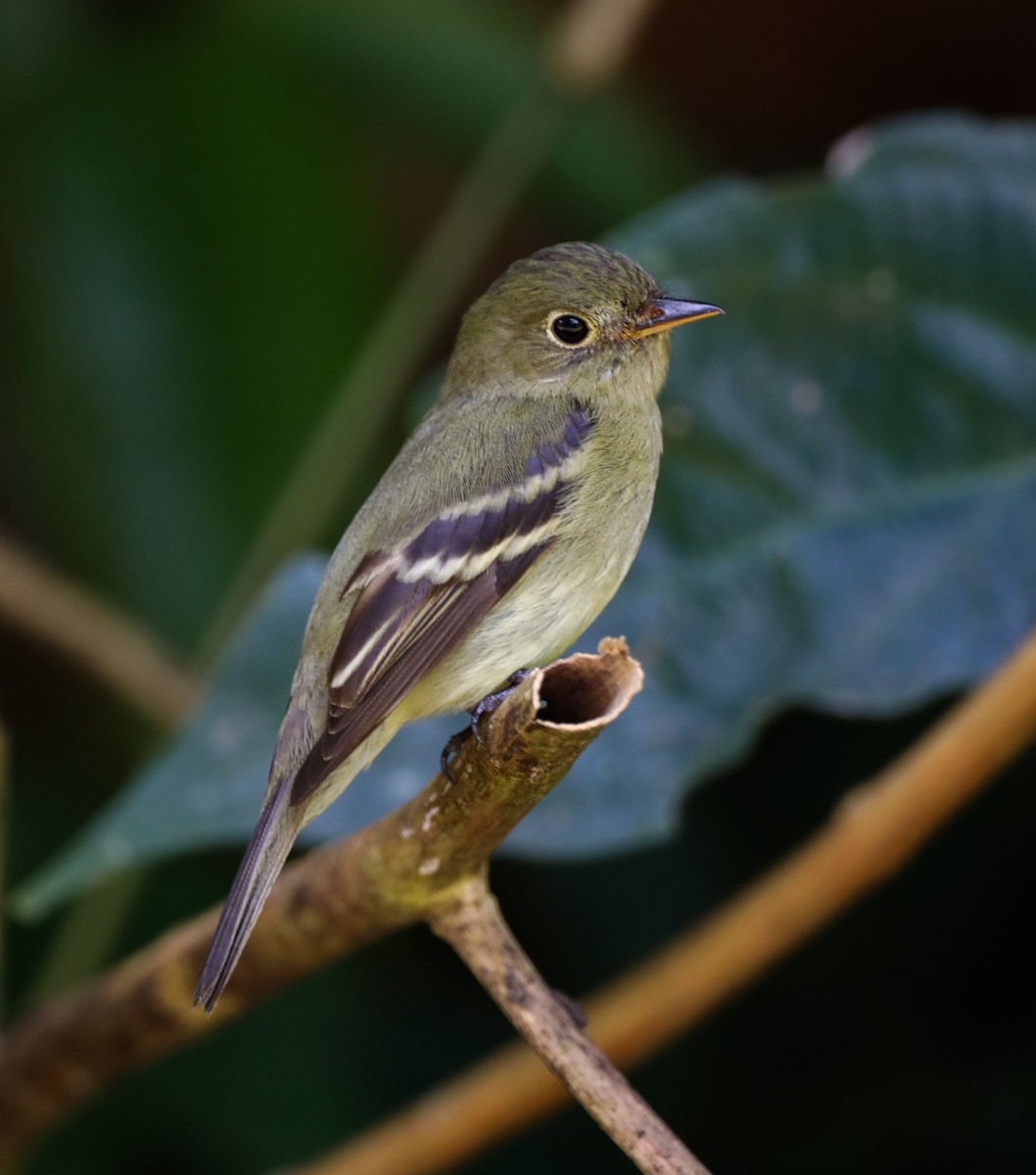 Yellow-bellied Flycatcher - ML615615882