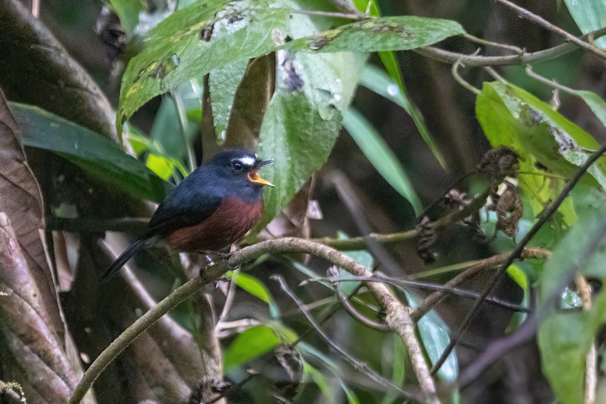 Chestnut-bellied Chat-Tyrant - Dave Rodriguez