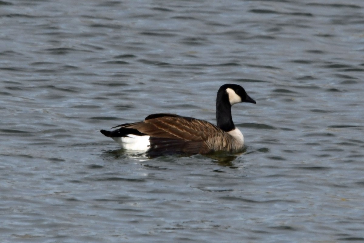 Cackling Goose - ML615615962