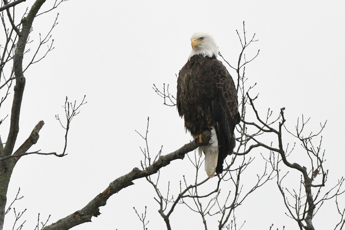 Bald Eagle - ML615616009