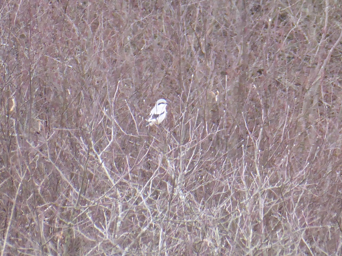 Northern Shrike - ML615616011