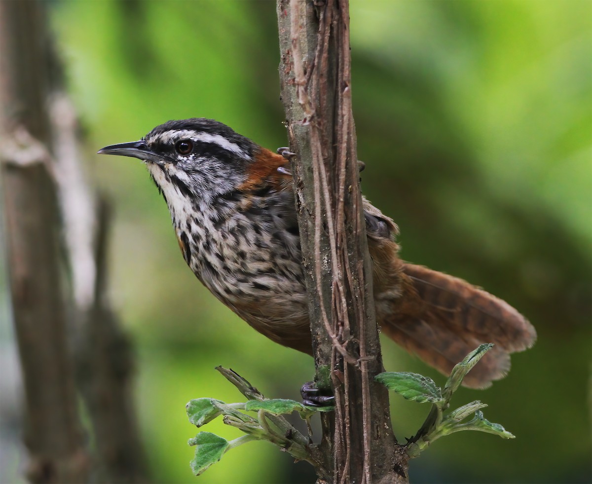 Inca Wren - ML615616048