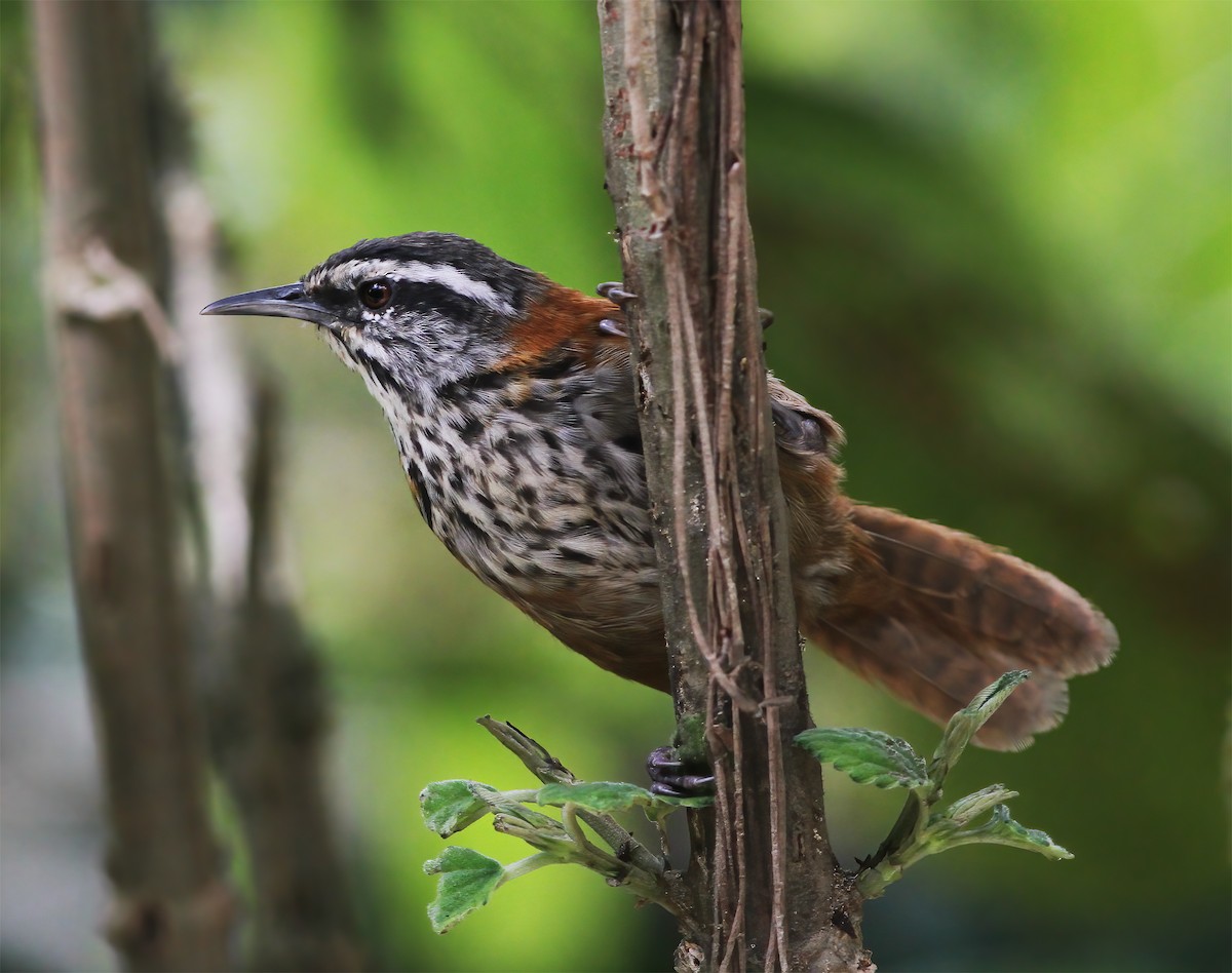 Inca Wren - ML615616051