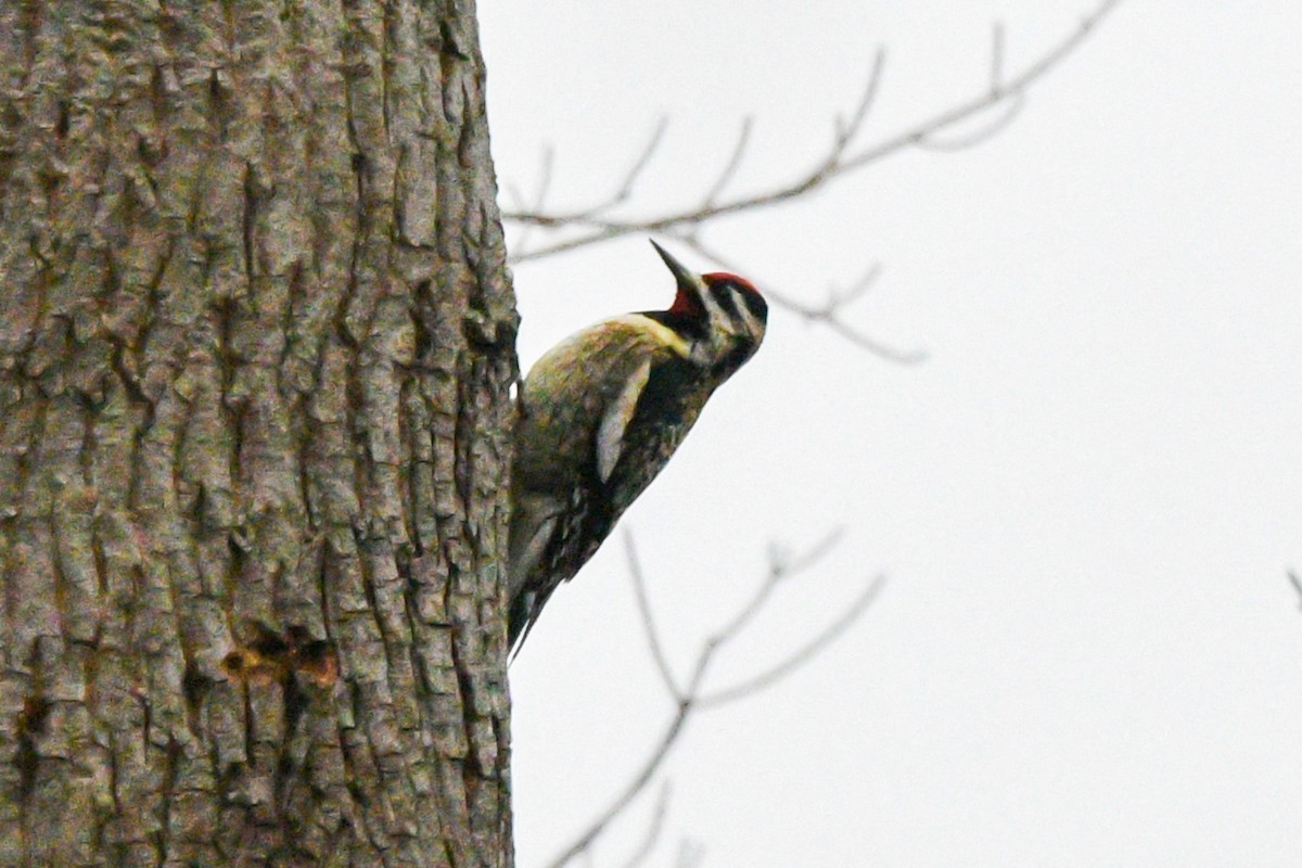 Yellow-bellied Sapsucker - ML615616083