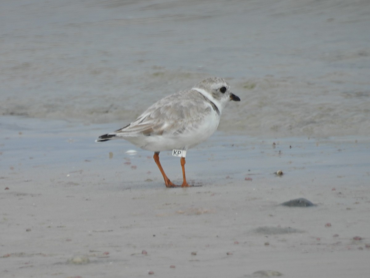 Piping Plover - ML615616105
