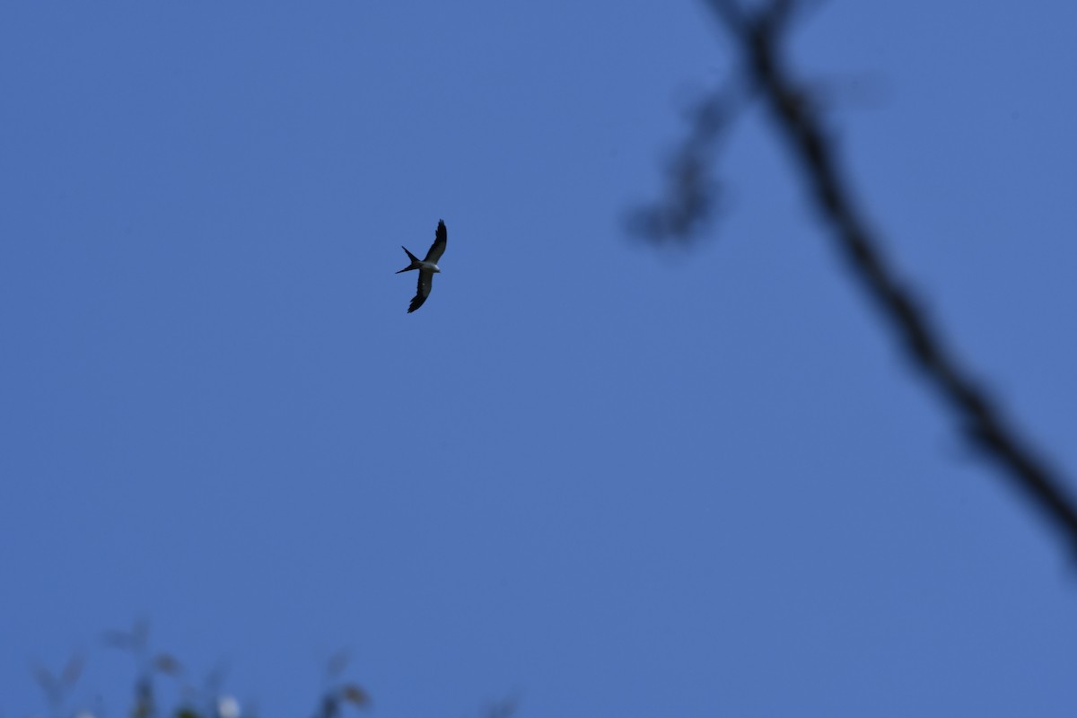 Swallow-tailed Kite - ML615616144