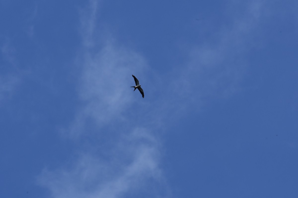 Swallow-tailed Kite - ML615616145