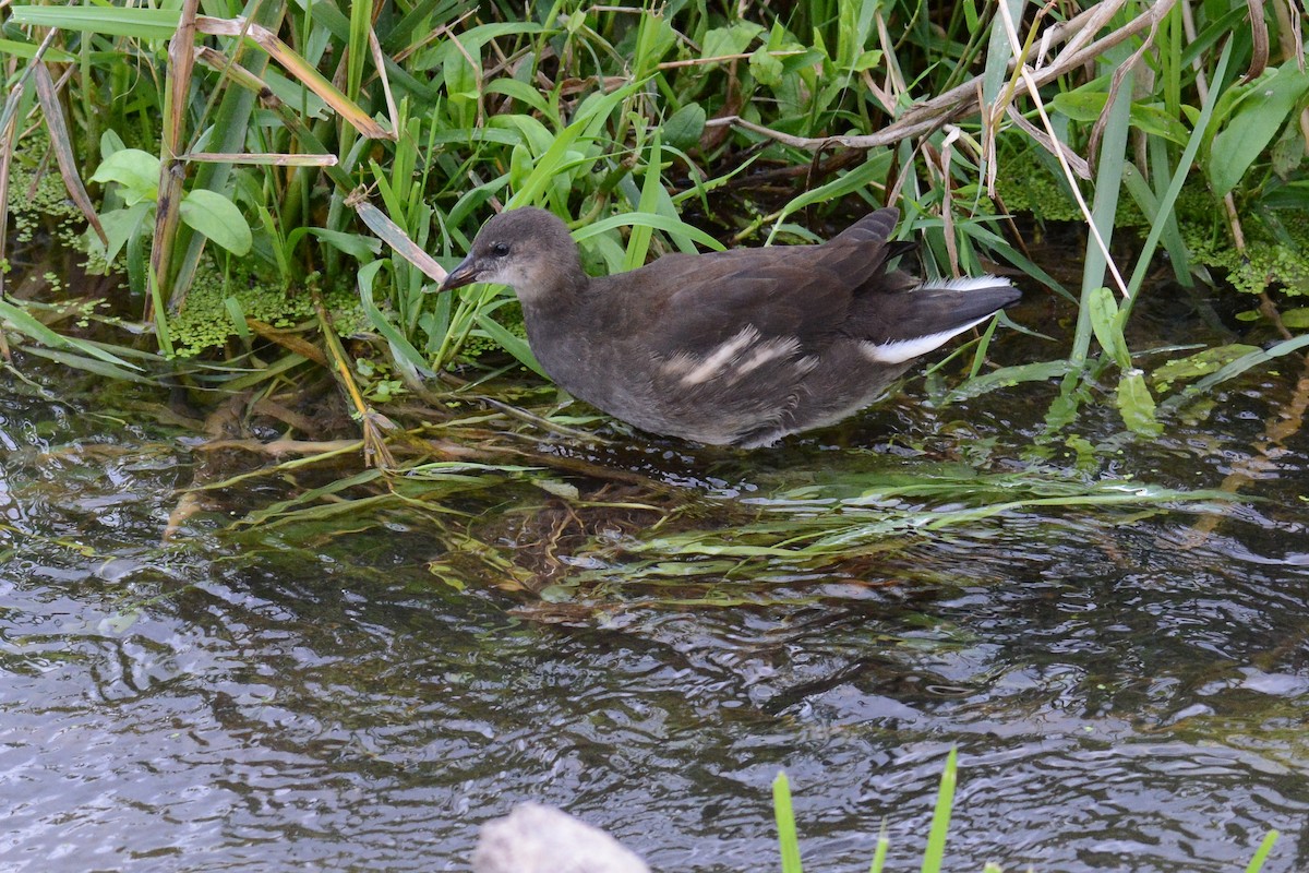 Eurasian Moorhen - ML615616174