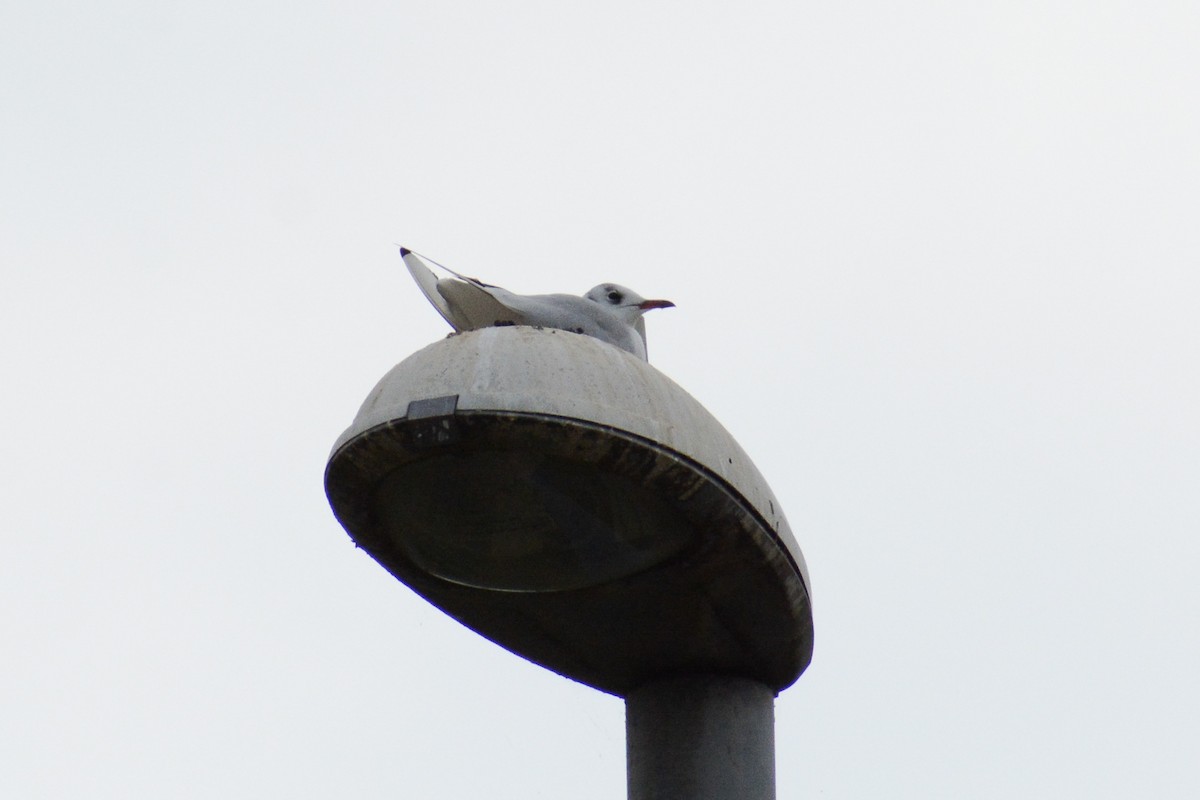 Black-headed Gull - ML615616178