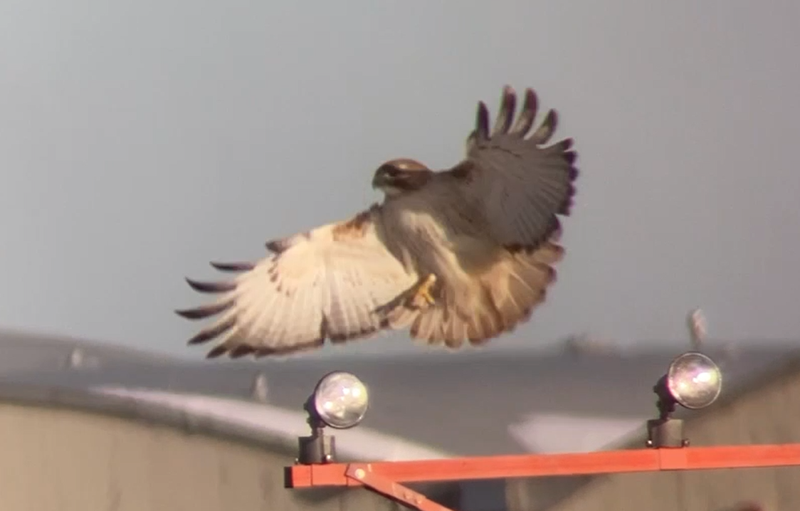 Red-tailed Hawk - irina shulgina