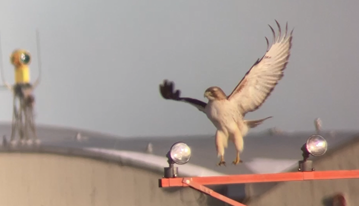 Red-tailed Hawk - irina shulgina