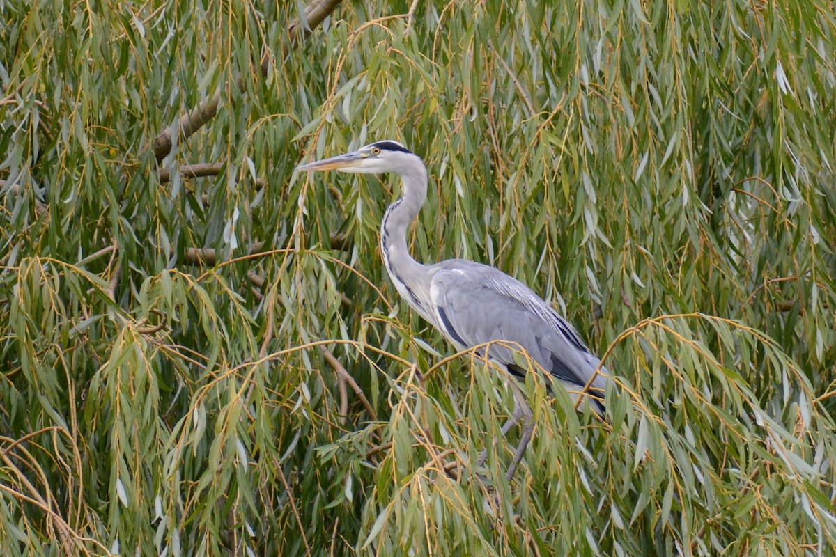 Gray Heron - ML615616207