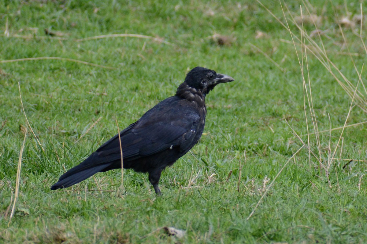 Corneja Negra - ML615616263