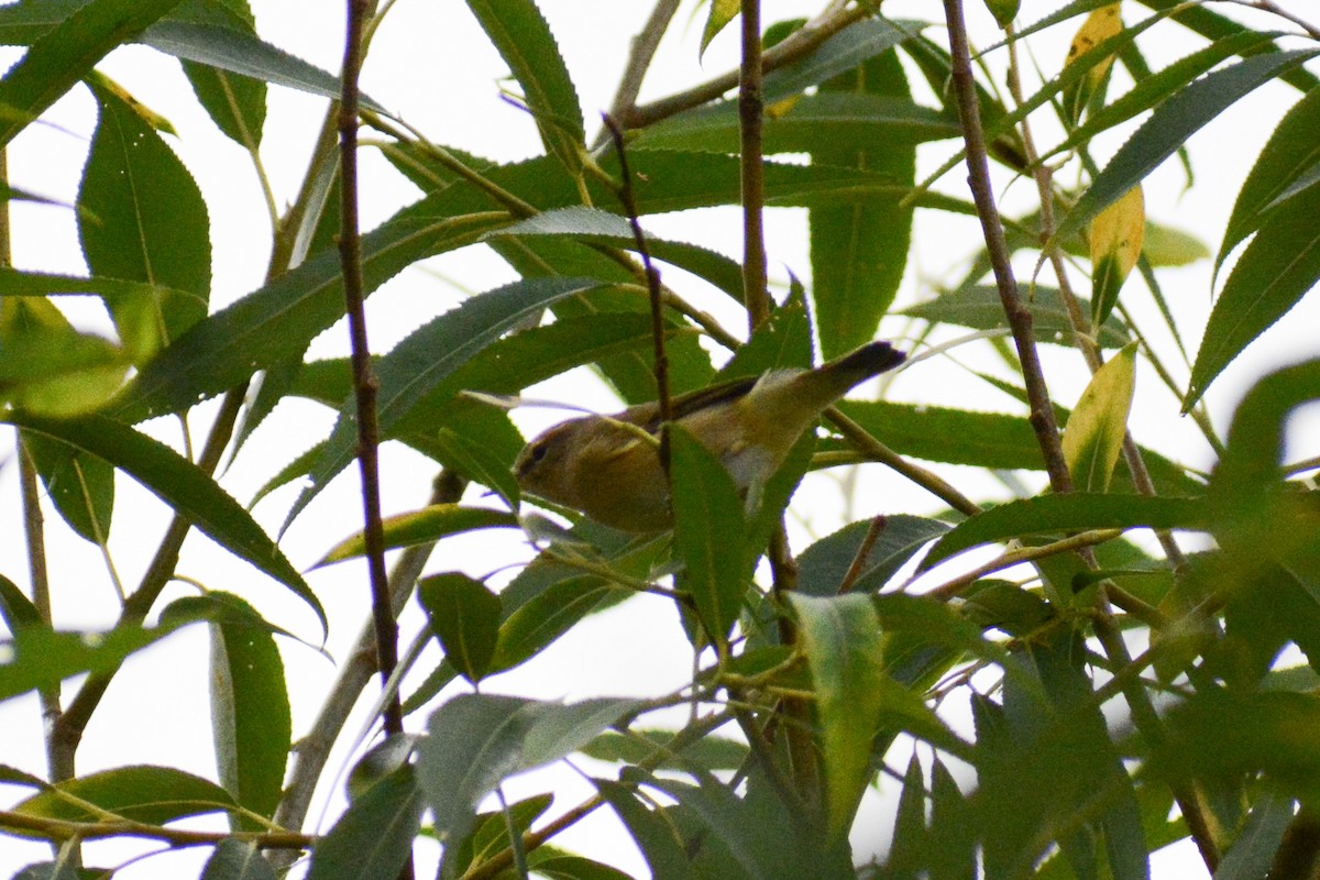 Common Chiffchaff - ML615616277