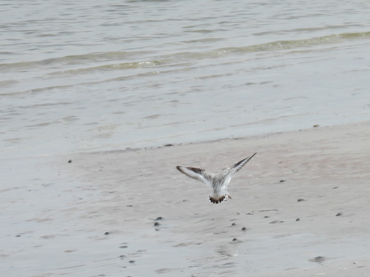 Piping Plover - ML615616287