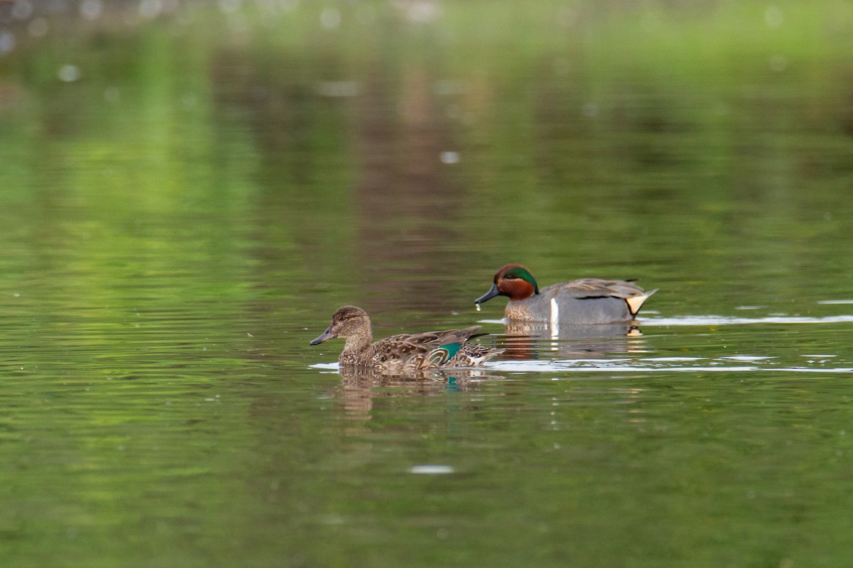 Green-winged Teal - ML615616304