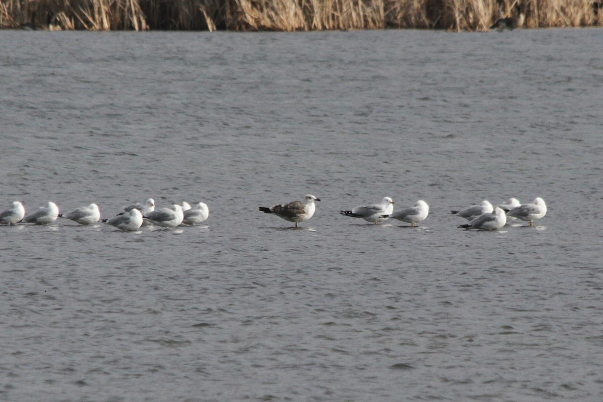 Lesser Black-backed Gull - ML615616346