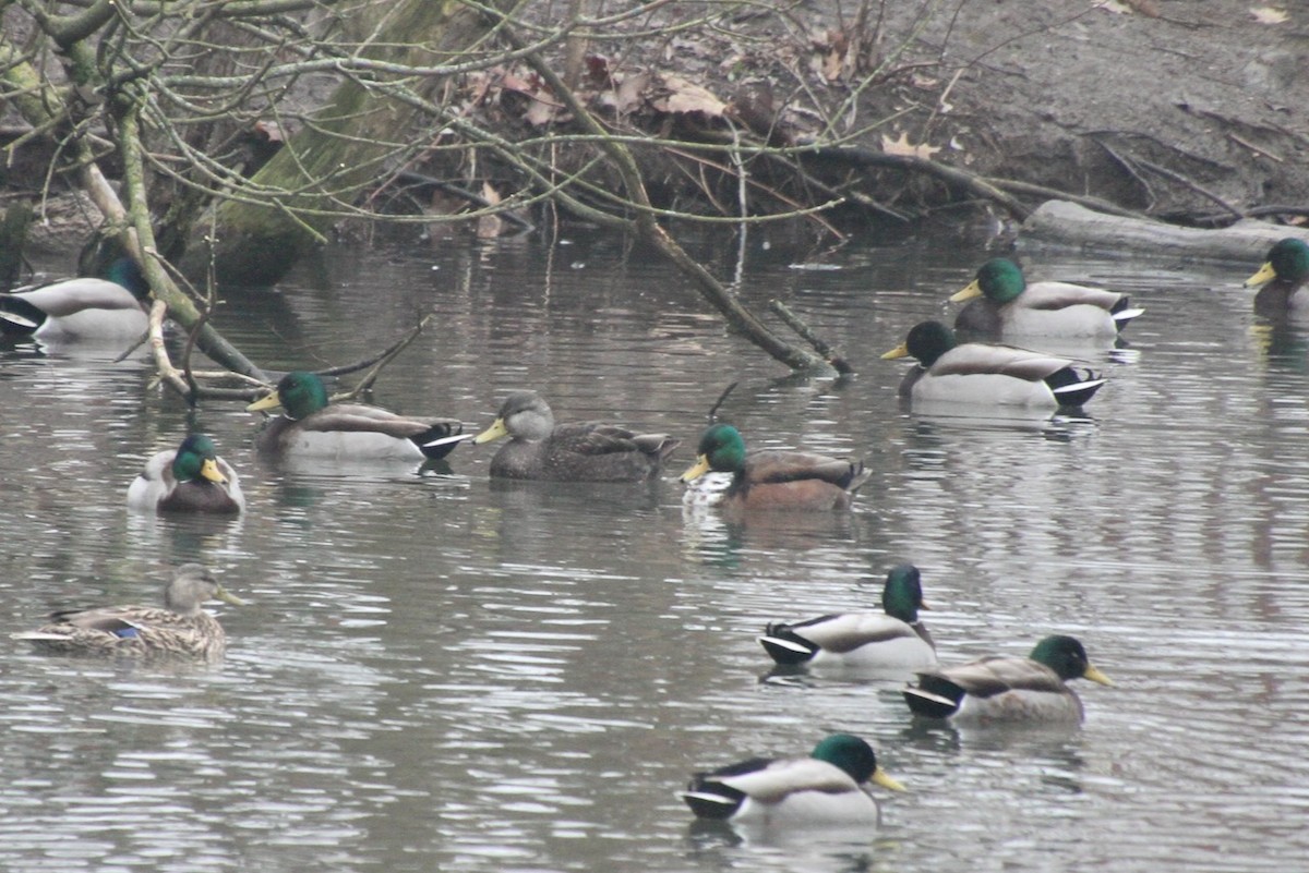 American Black Duck - ML615616456