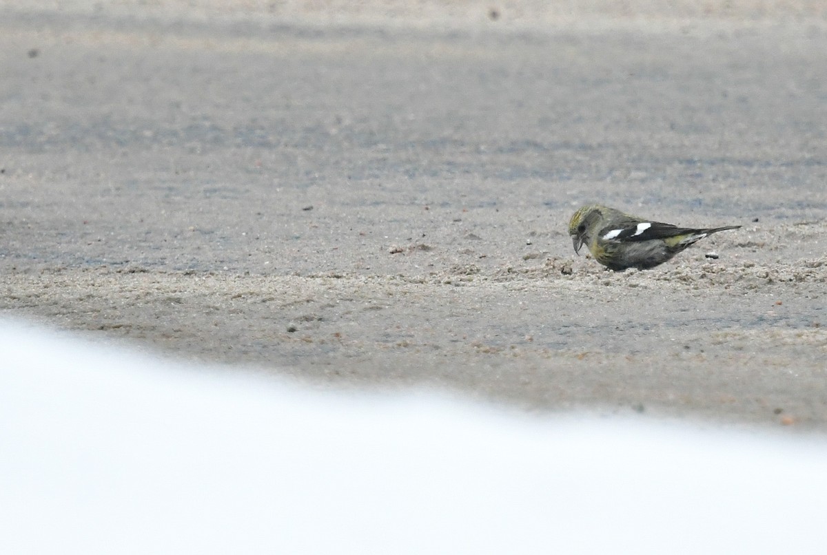 White-winged Crossbill - ML615616514