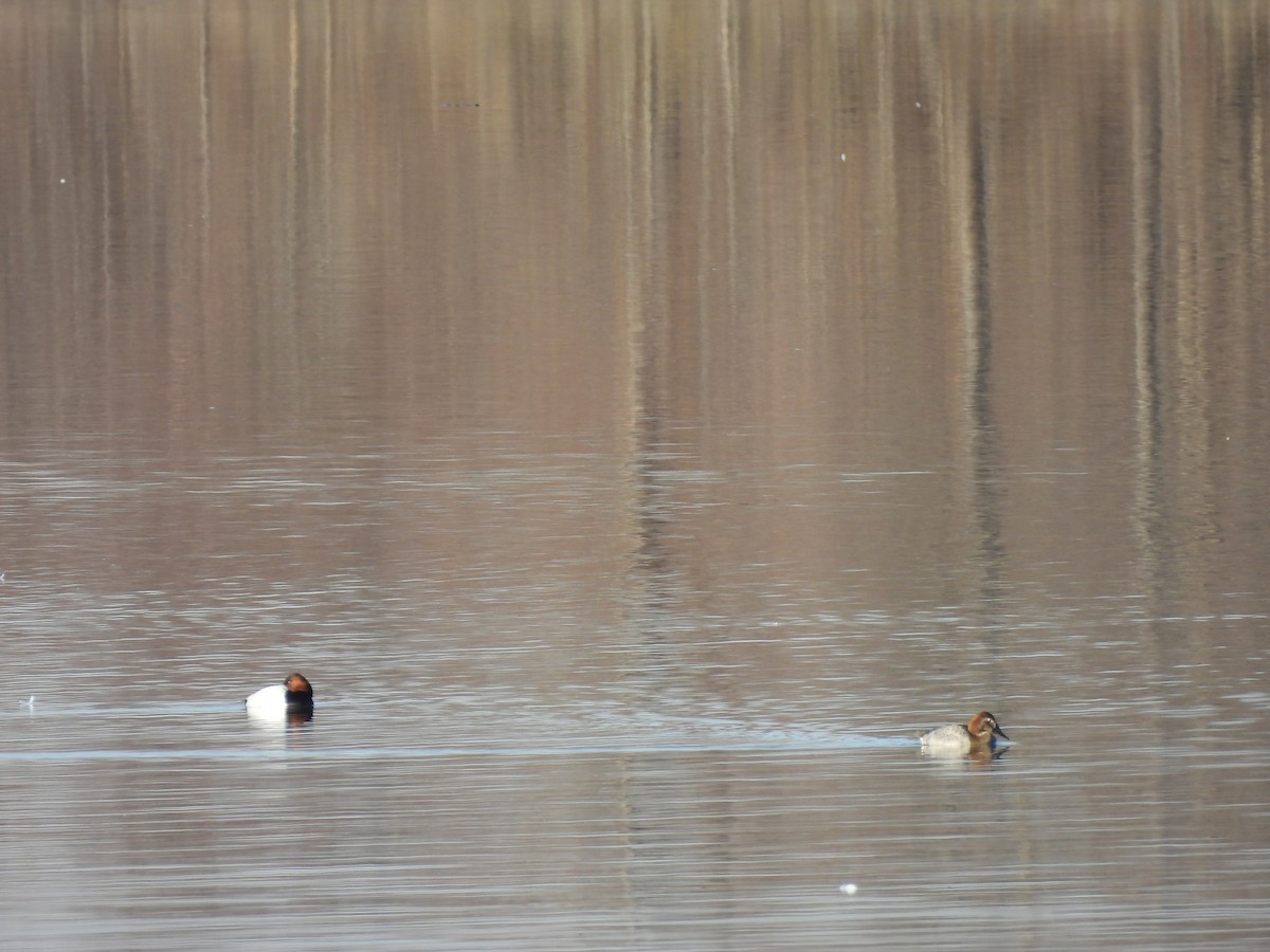 Canvasback - ML615616530