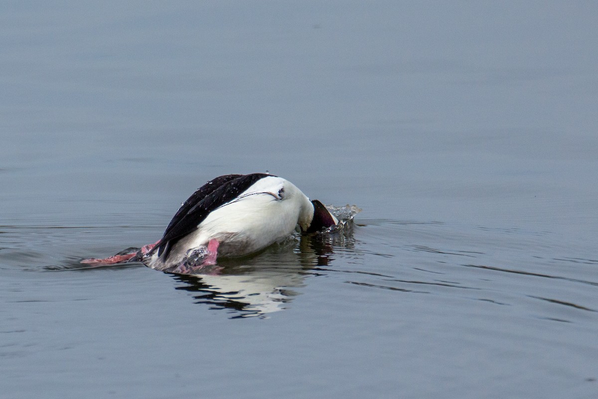 Bufflehead - ML615616544