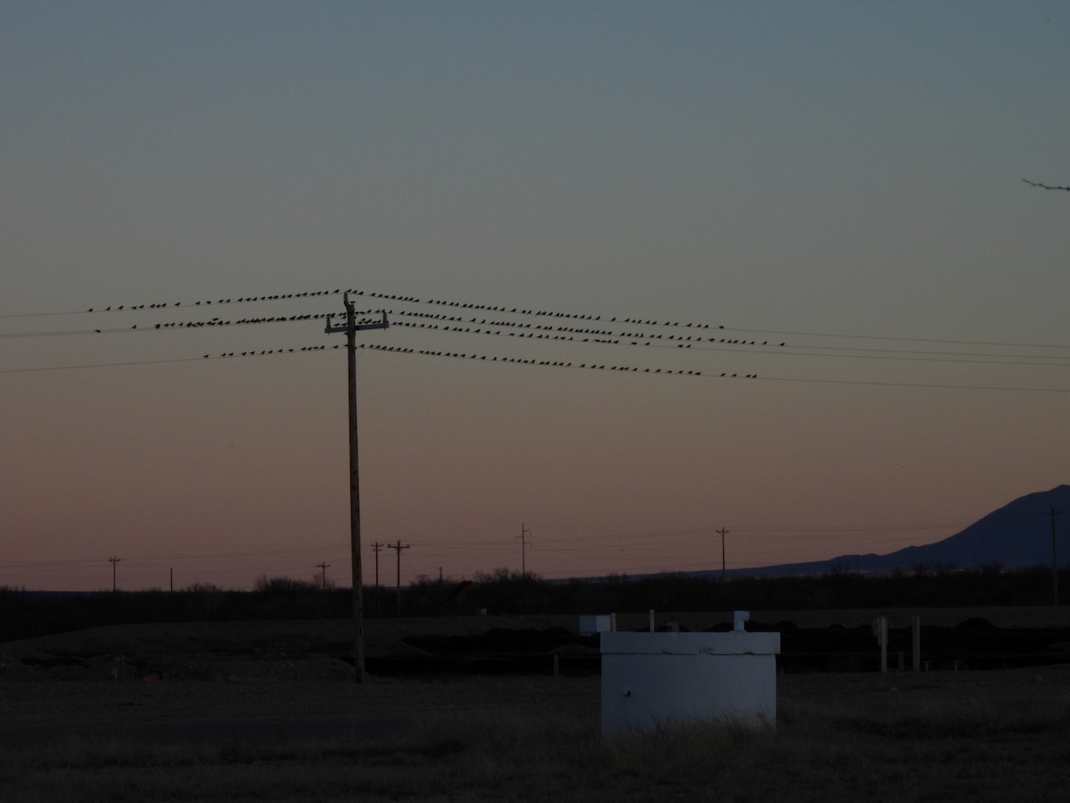 Brewer's Blackbird - ML615616617