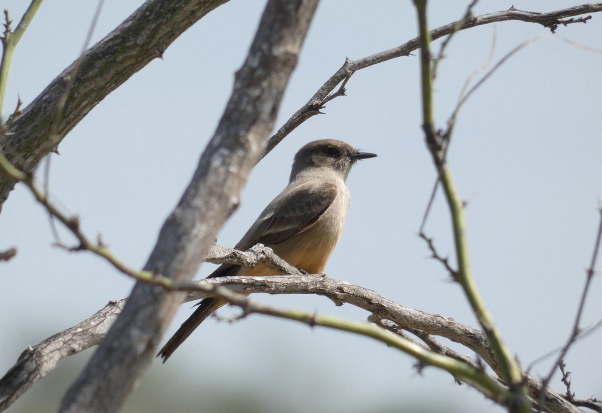 Say's Phoebe - ML615616672