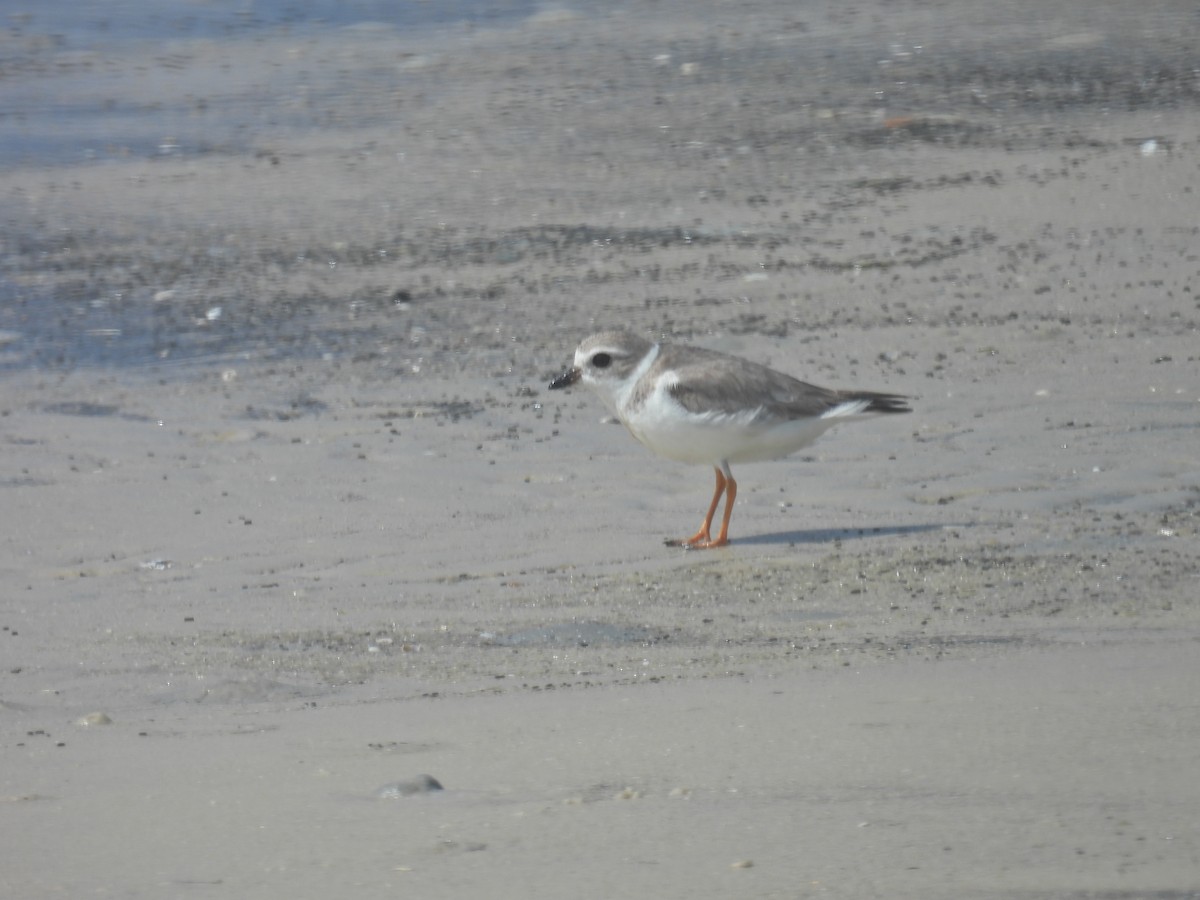 Piping Plover - ML615616814