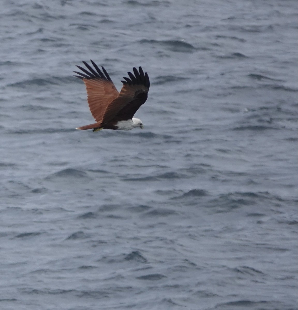 Brahminy Kite - ML615616838