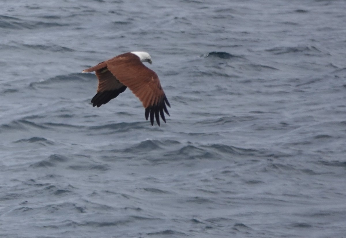 Brahminy Kite - ML615616839