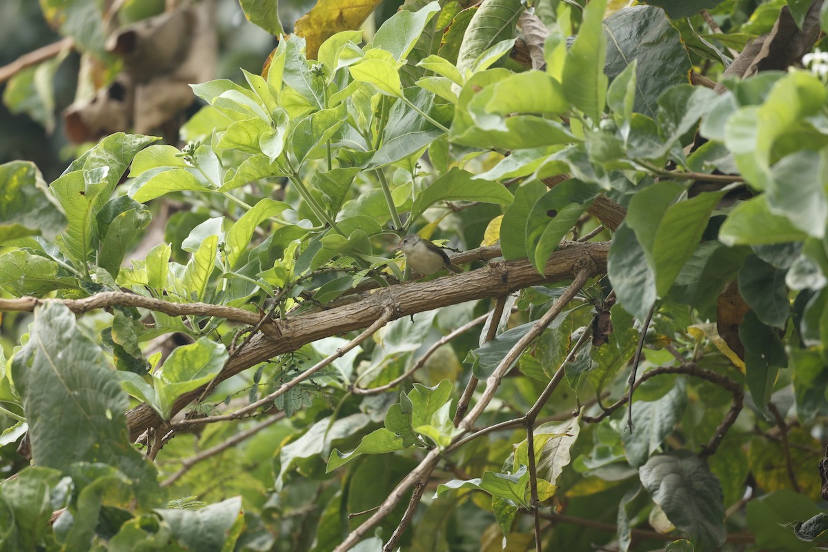 Common Tailorbird - ML615616852