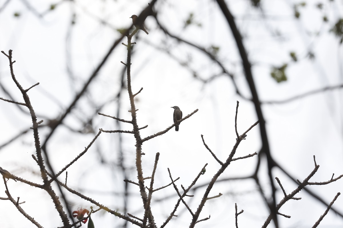 Chestnut-tailed Starling - ML615616864