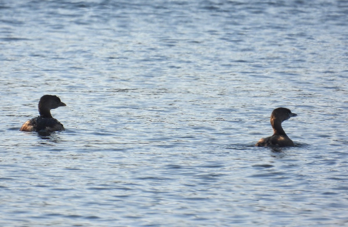 Pied-billed Grebe - ML615616874