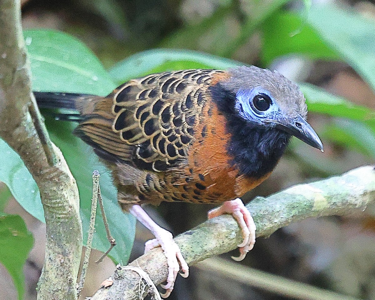 Ocellated Antbird - Ryan Candee