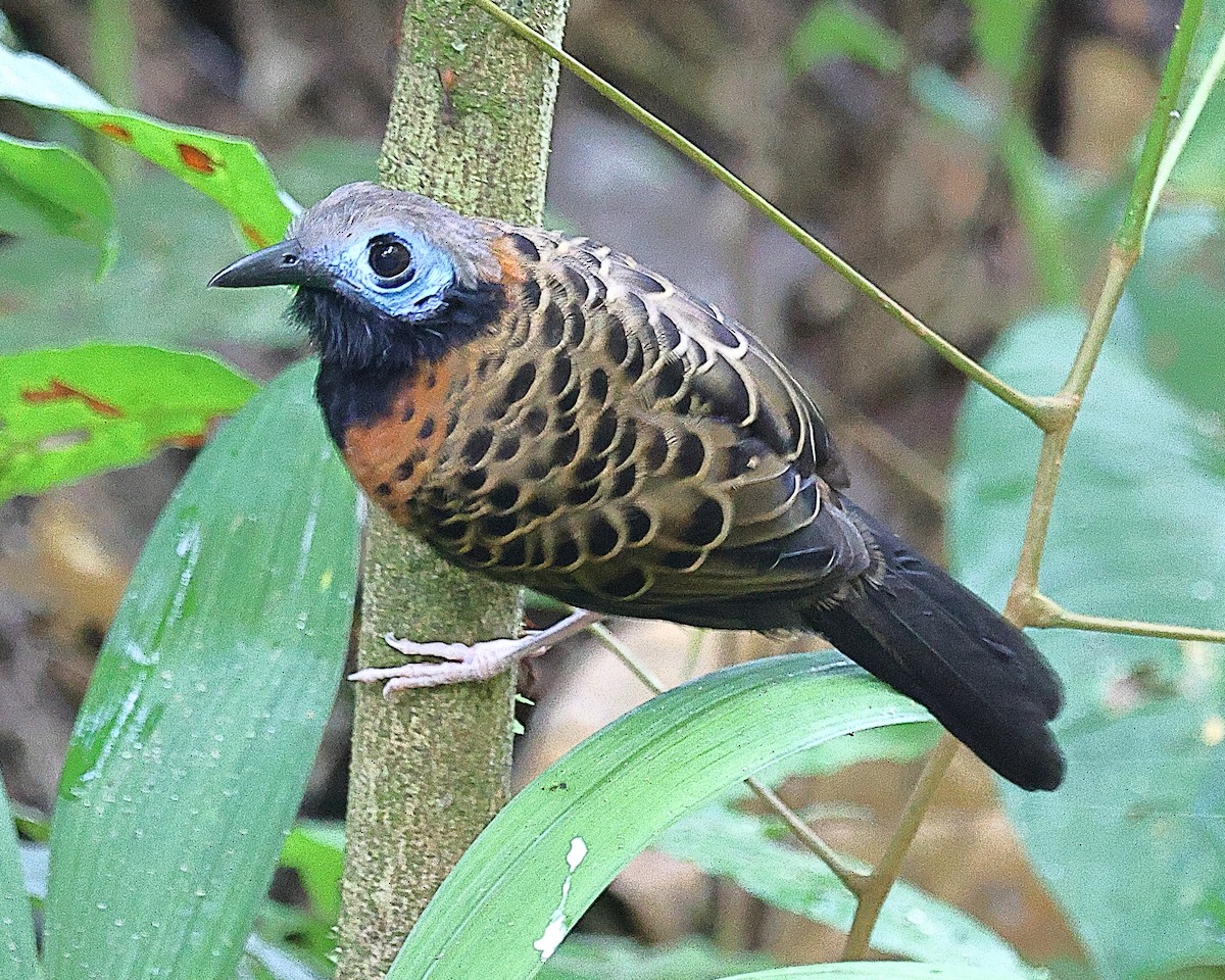 Ocellated Antbird - ML615617102