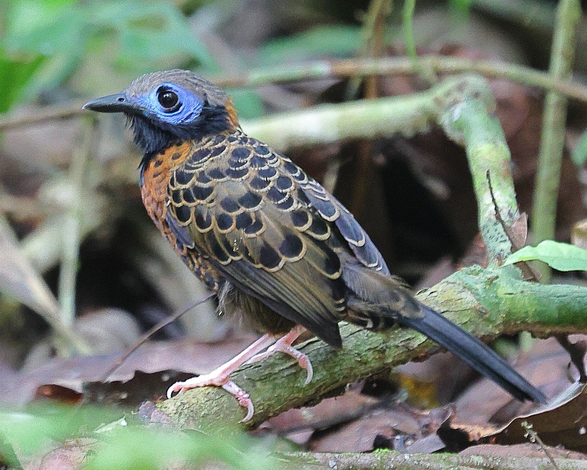 Ocellated Antbird - ML615617105