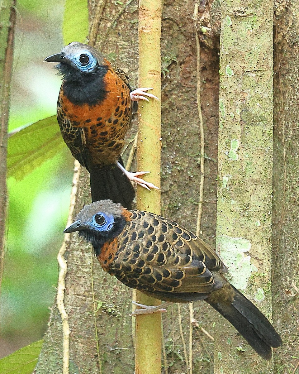 Ocellated Antbird - ML615617107