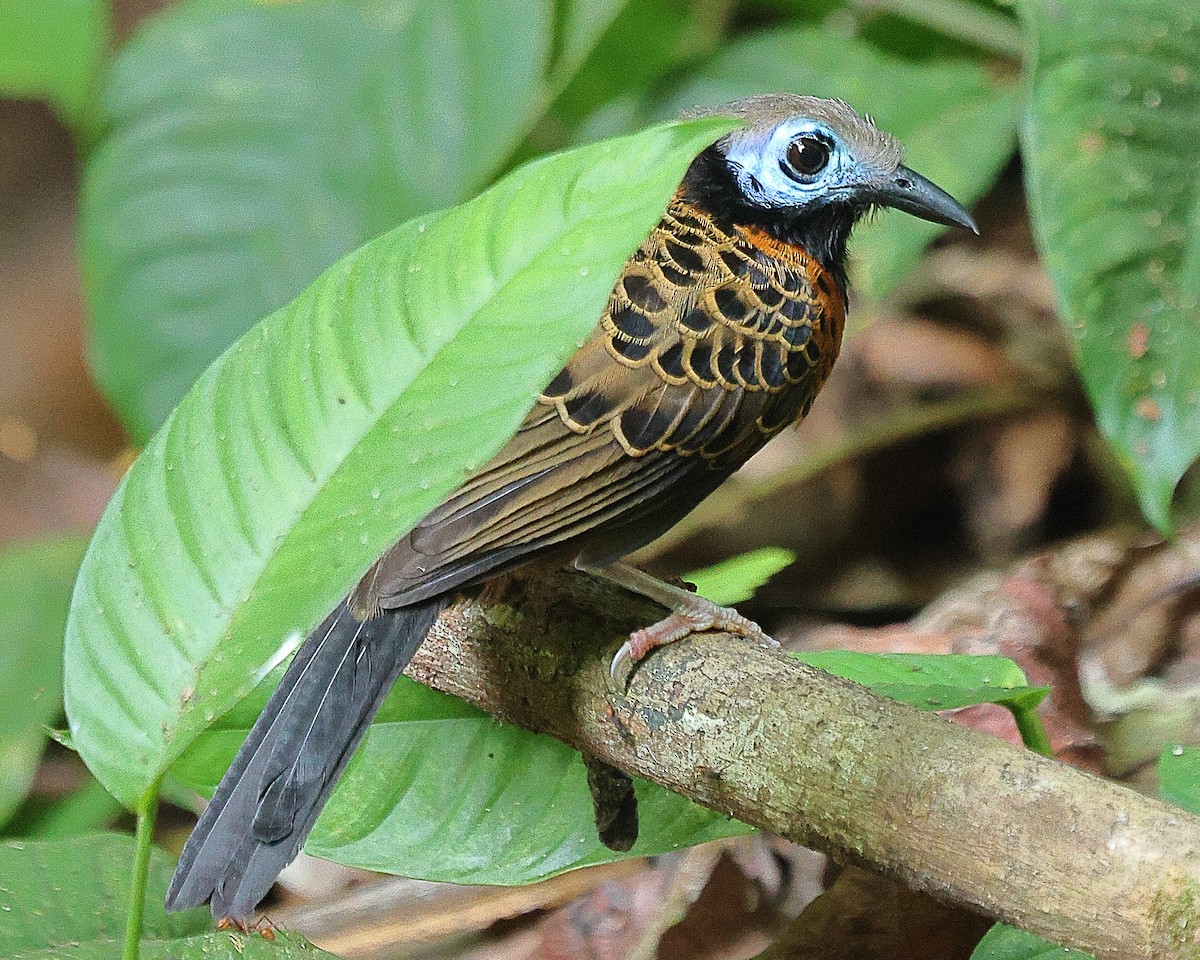 Ocellated Antbird - Ryan Candee