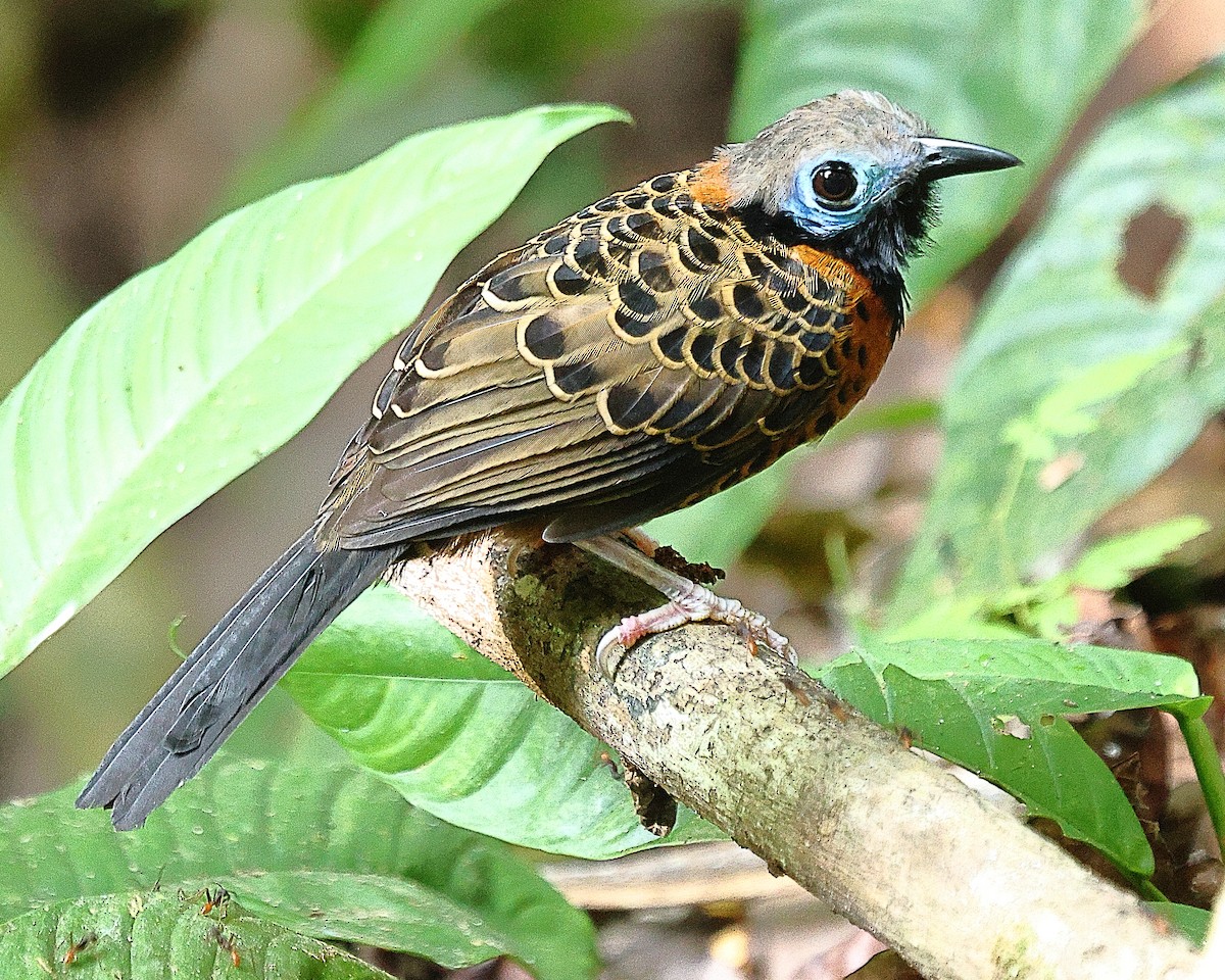 Ocellated Antbird - ML615617111